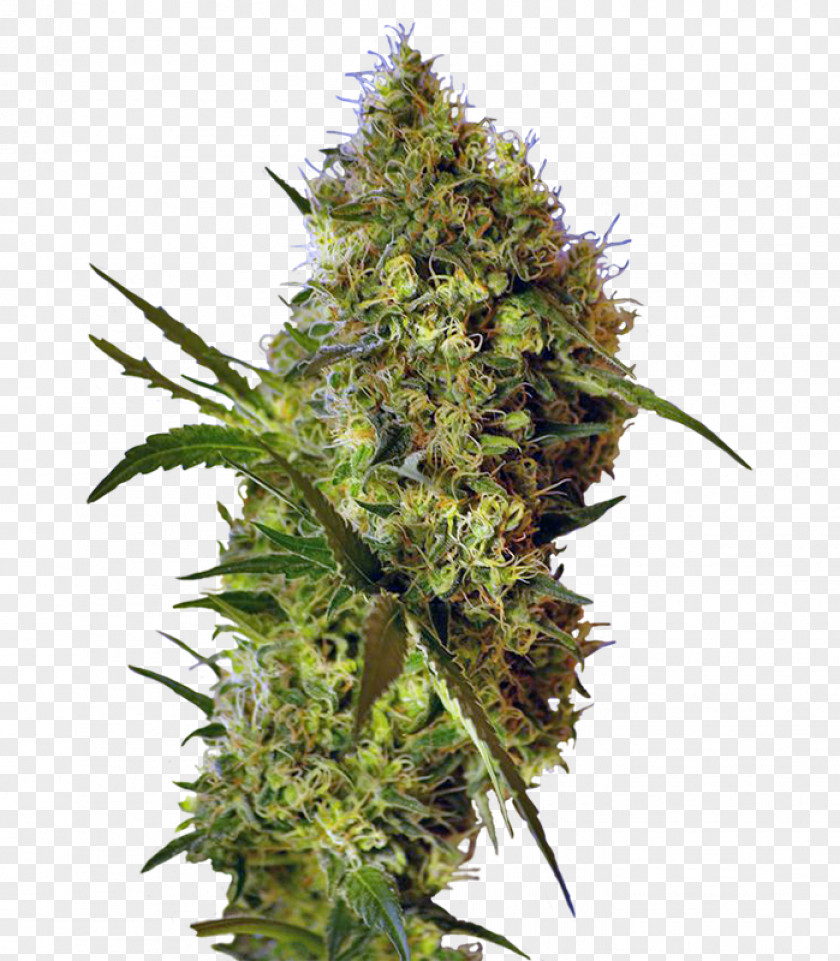 Cones Autoflowering Cannabis Genetics Devil Seed Hybrid PNG