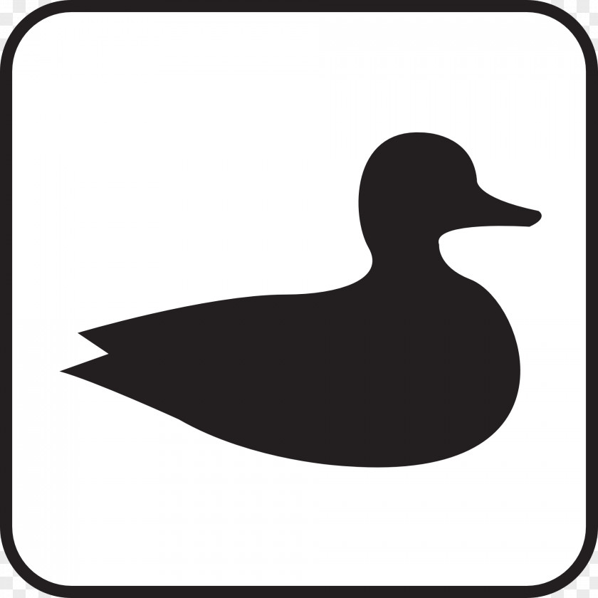 Duck Bird Waterfowl Hunting Anseriformes Clip Art PNG