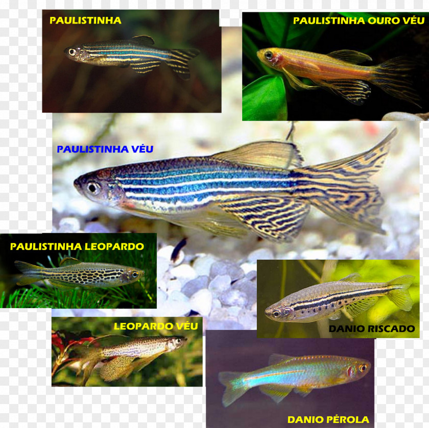 Fish Zebrafish Aquariums Fishkeeping PNG