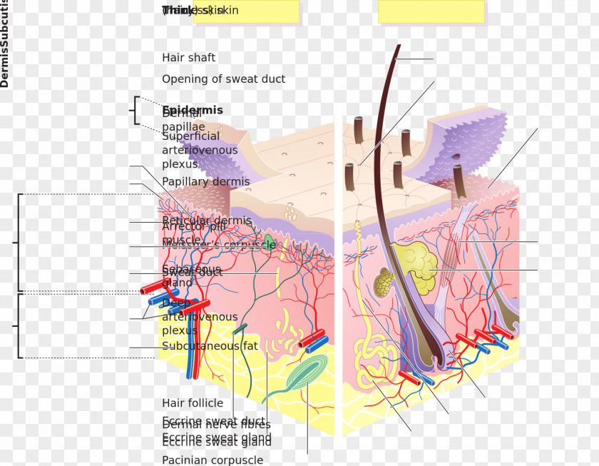 Layers Human Skin Dermis Body Stratum Lucidum PNG