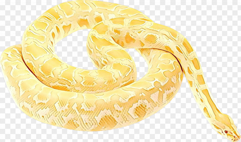 Python Family Burmese Yellow Snake PNG