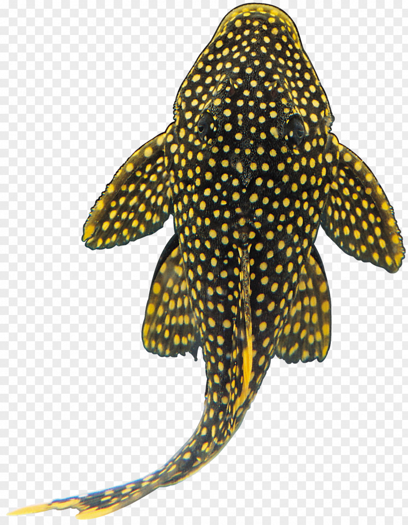 Shark Ornamental Fish Suckermouth Catfish PNG