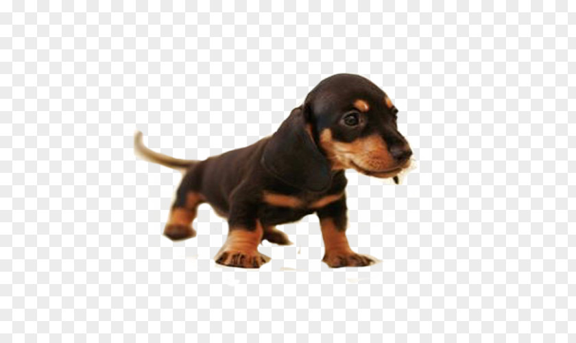 Small Sausage Dachshund Great Dane Beagle Harrier Puppy PNG