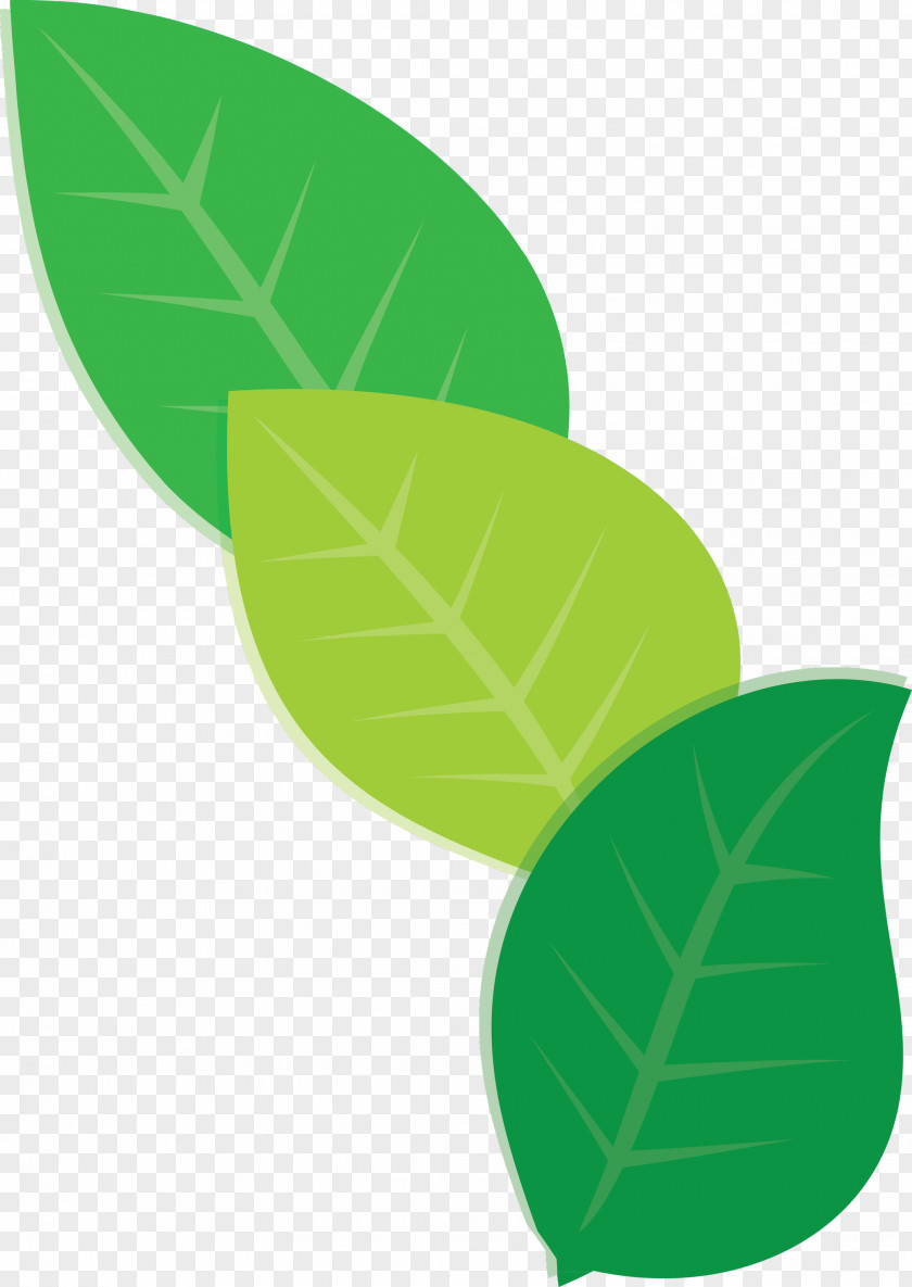 Leaf Plant Stem Green Font Meter PNG