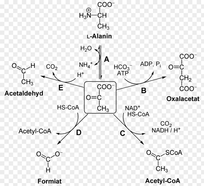 Pyruvic Acid Pyruvate Carboxylase Dehydrogenase Complex Decarboxylation PNG