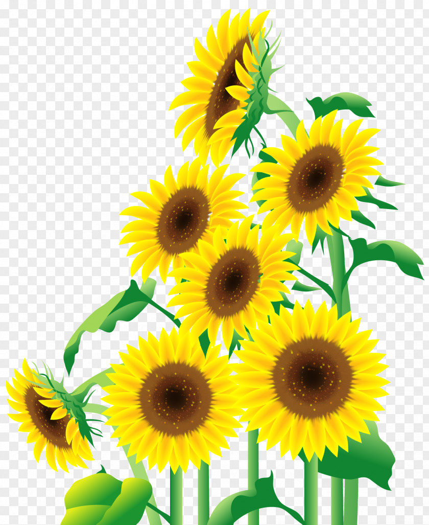 Stone Common Sunflower Cerâmica De Revestimento Urban Renewal Ceramic Azulejo PNG