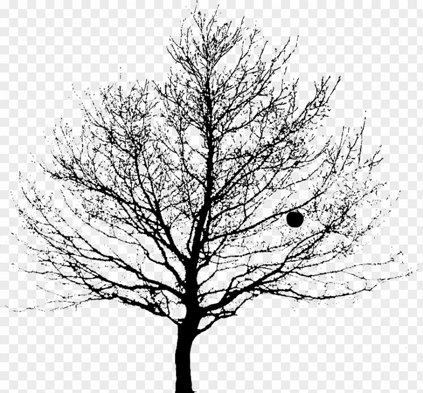Drawing Tree Clip Art Image Twig PNG