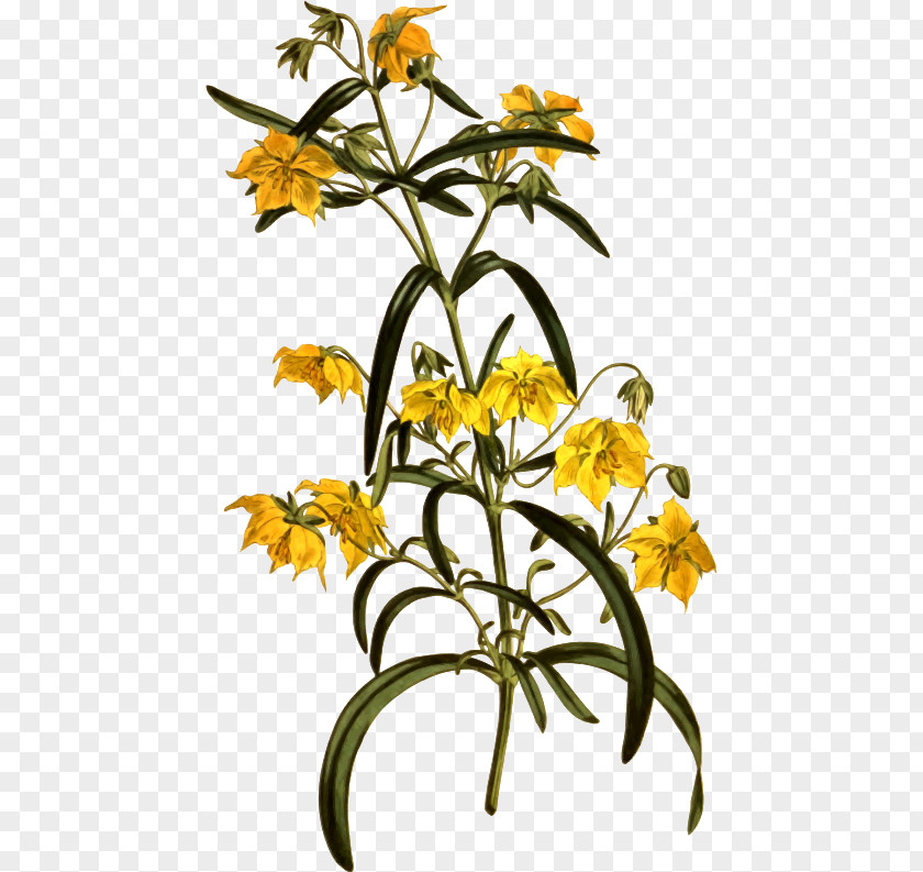 Homeopathy Graphic Floral Design Clip Art Cut Flowers Petal PNG