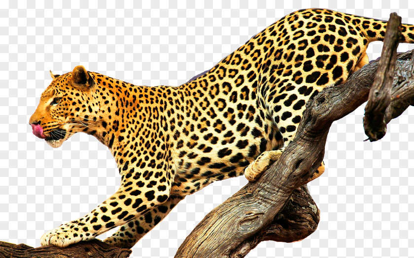 Leopard Jaguar Lion Felidae Cougar PNG