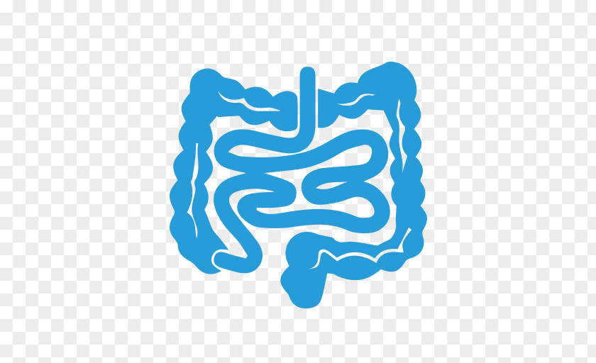 Organ Human Body Gastrointestinal Tract Pancreas PNG body tract Pancreas, abdominal pain clipart PNG