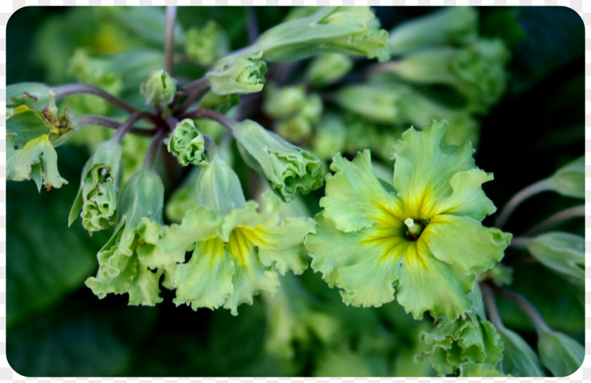Flowers Shading Herbaceous Plant Primrose Flower PNG