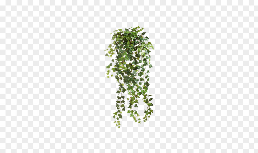 Fluffy Decorative Fence Ivy Common Vine Clip Art PNG