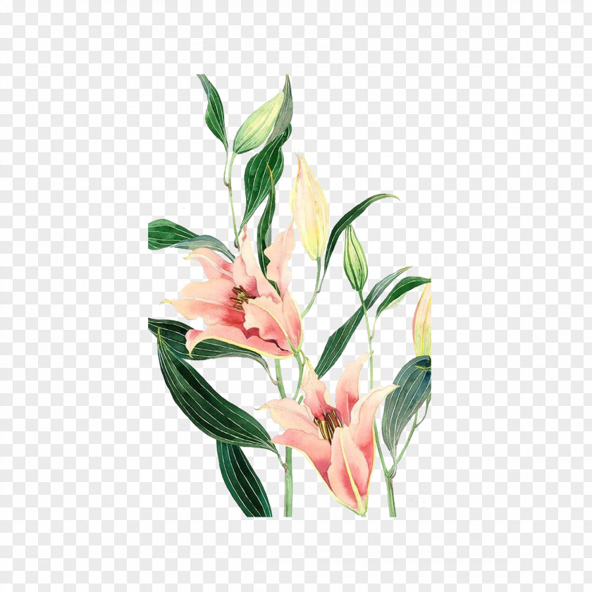 Hand-painted Lily Desktop Wallpaper Watercolor Painting Lilium Illustration PNG