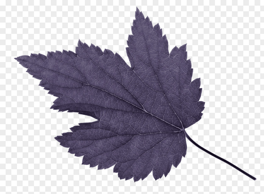 Leaf Maple Clip Art PNG