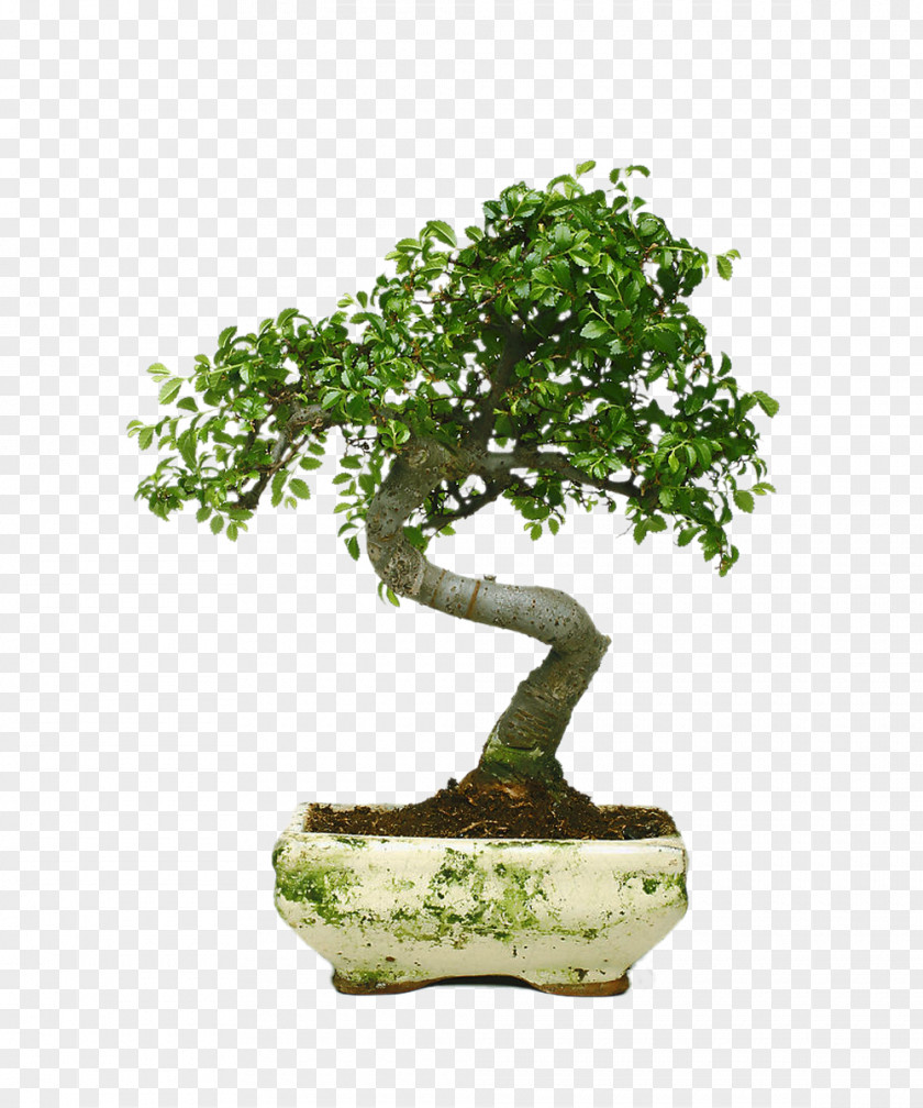 Tree Juniperus Chinensis Indoor Bonsai Penjing PNG