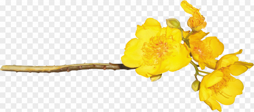 Yellow Chrysanthemum Flower Rose PNG