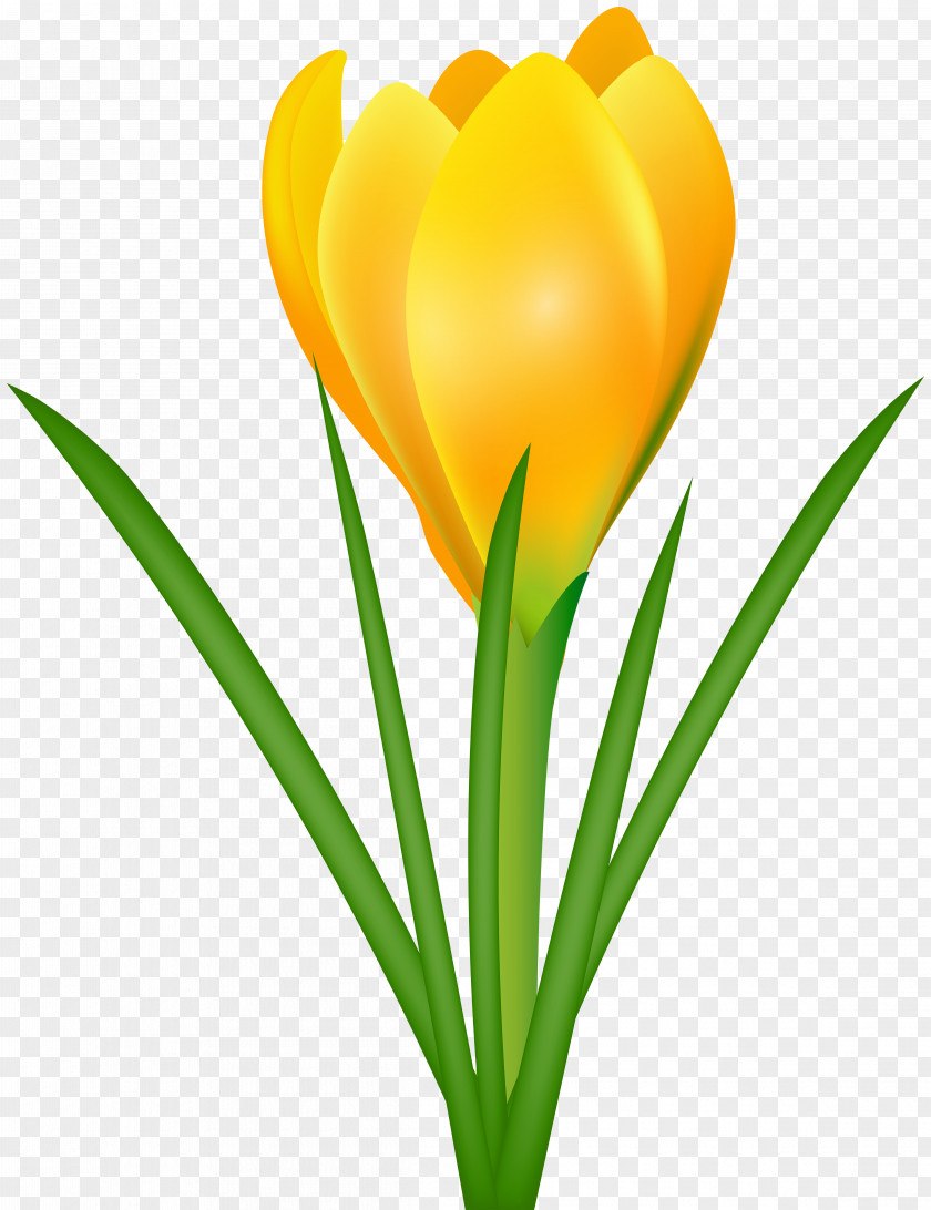 Yellow Crocus Transparent Clip Art Image Flavus Chrysanthus Vernus Flower PNG