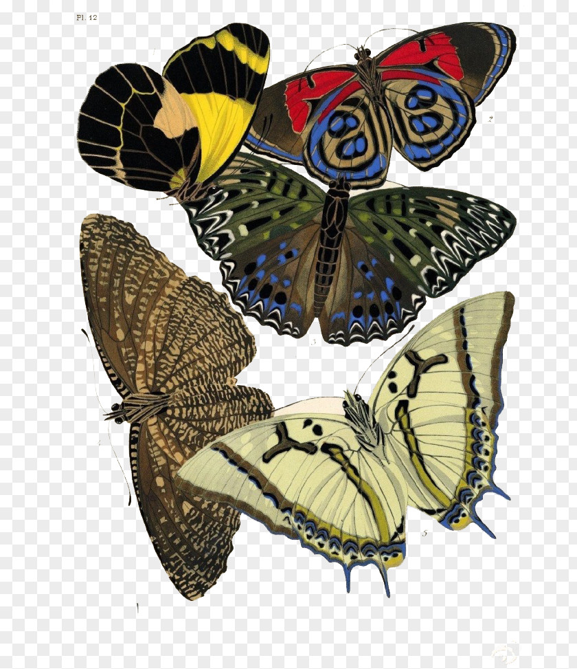 Butterfly Specimens France Insect Stencil Art PNG