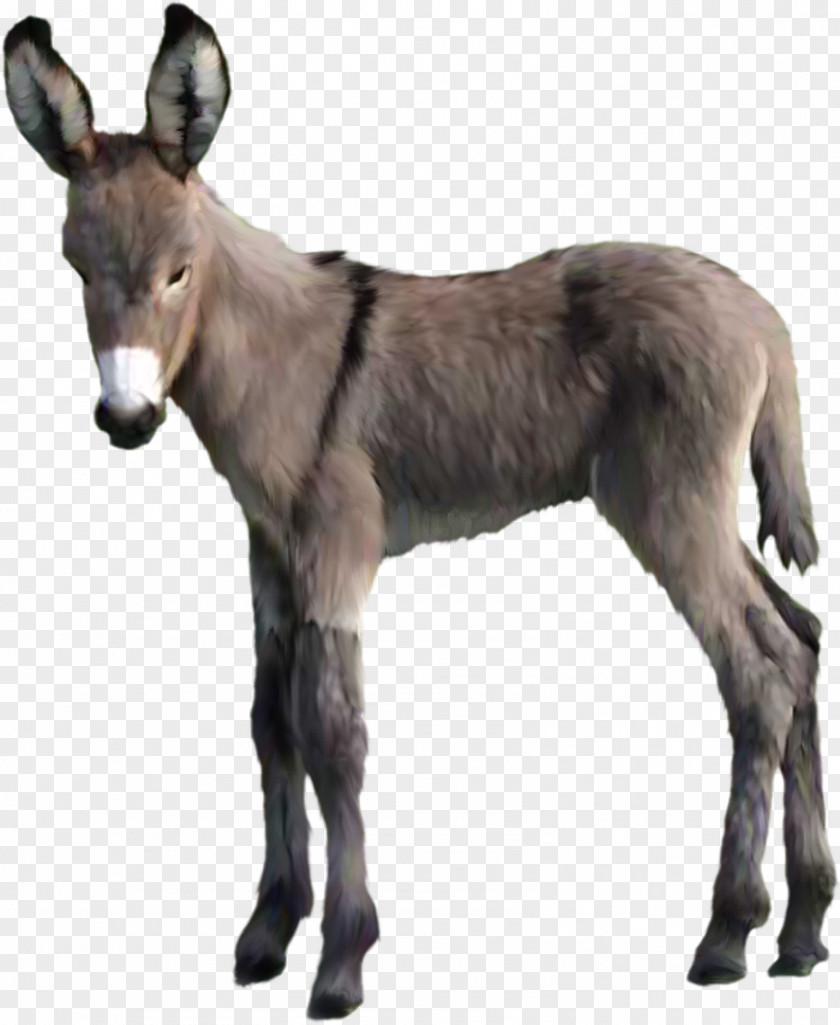 Donkey Animal Clip Art PNG