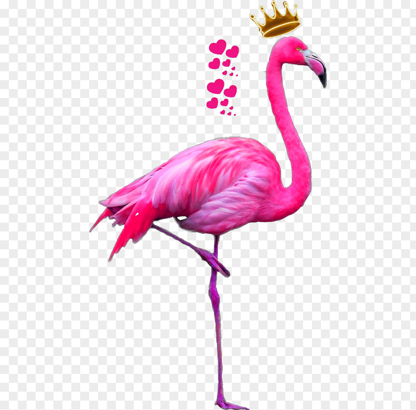 Bird Greater Flamingo Drawing American PNG