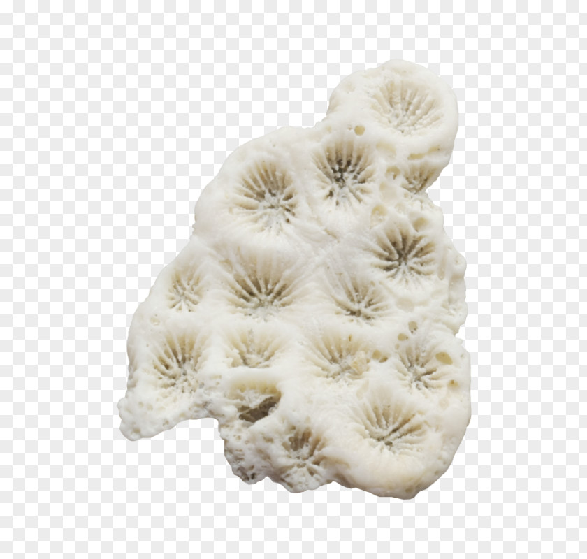 Flower Wool Beige PNG