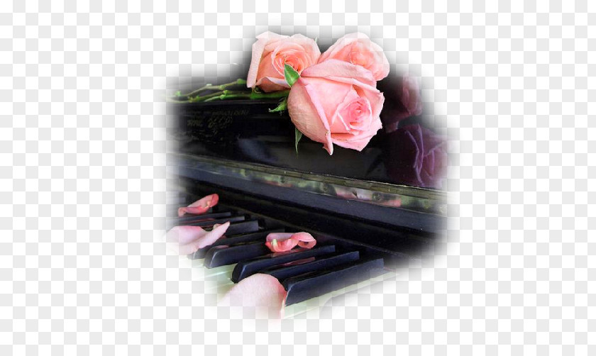 Garden Roses Piano Music Blog Flower PNG roses Flower, piano clipart PNG