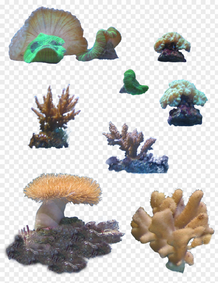 Sea Stony Corals Coral Reef Clip Art PNG