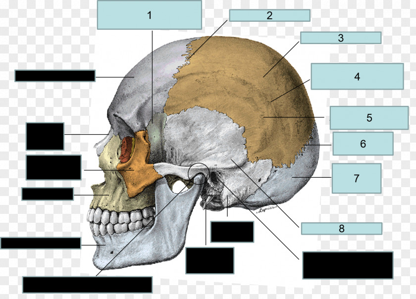 Skull Parietal Bone Frontal Sphenoid PNG