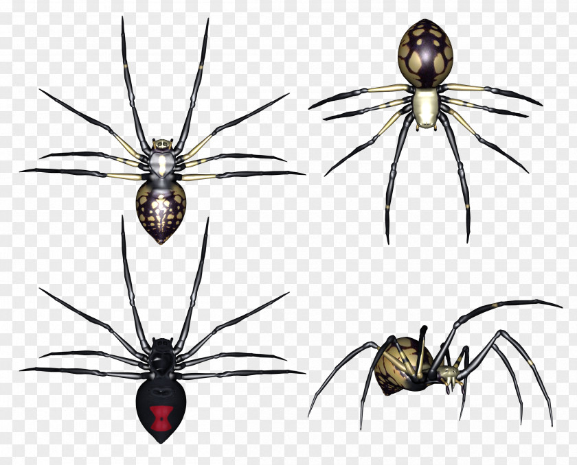 Spider Image Redback Insect Clip Art PNG