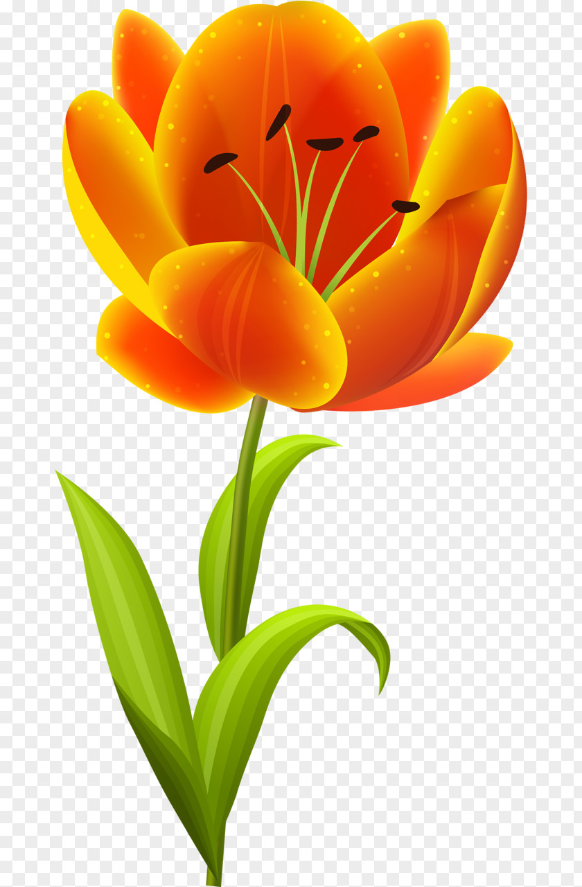 Tulip Flower Clip Art PNG