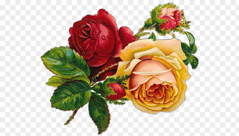 V Bucks Rose Floral Design Clip Art PNG