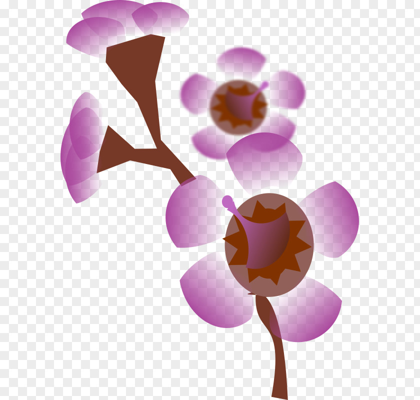 Wax Flower Clip Art PNG