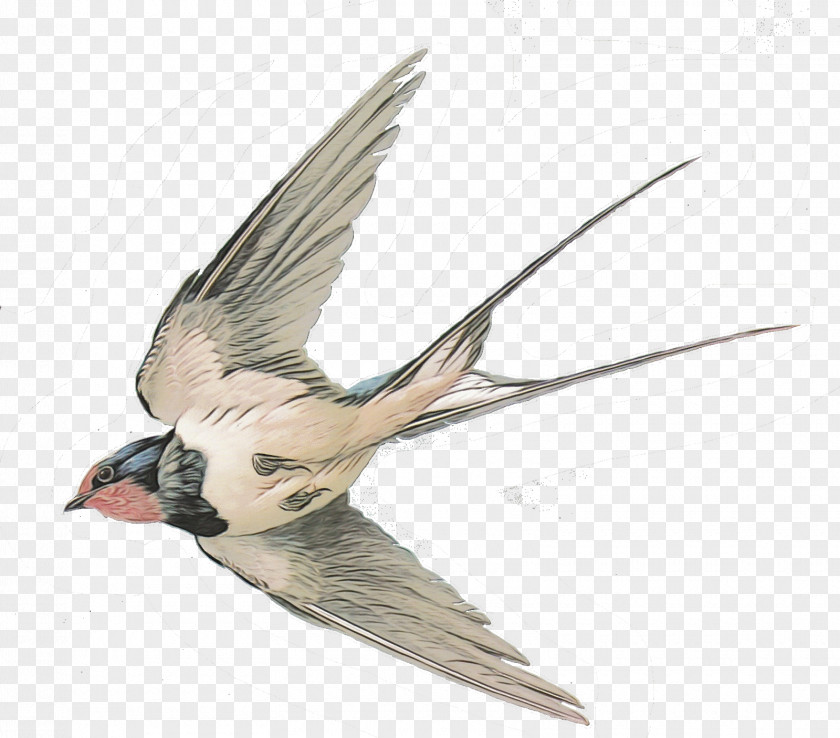Cockatiel Hummingbird Tattoo PNG