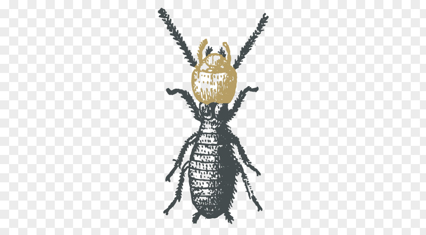 Cockroach Ant Termite PNG