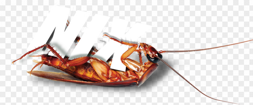 Cockroach Insect Pest Invertebrate Arthropod PNG