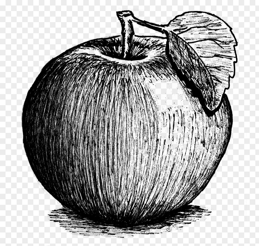Drawing /m/02csf Apple Tree Still Life PNG