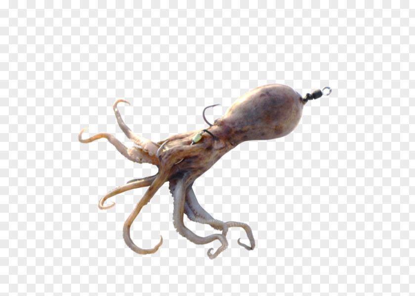 Fireball Octopus Squid Surf Fishing Bait PNG