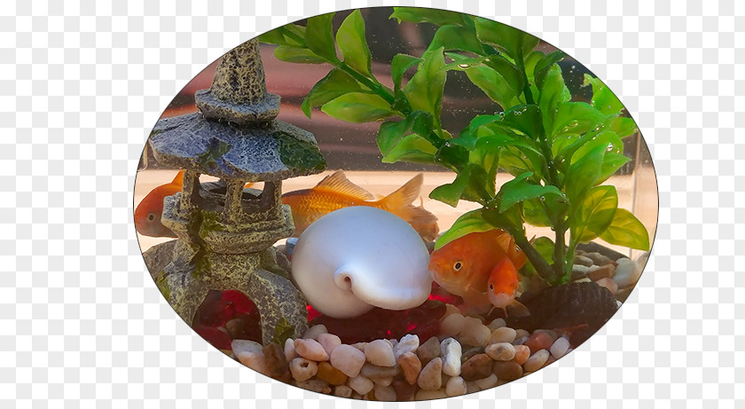 Funny Fish Tanks Kotlin Android Software Developer Google Groups Developers PNG