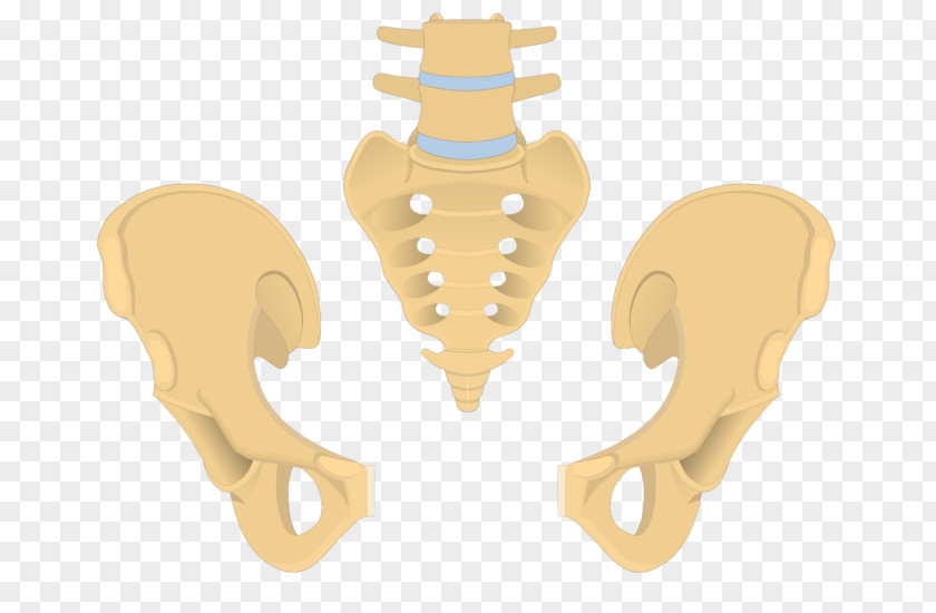 Pelvis Hip Bone Coccyx Sacrum Anatomy PNG