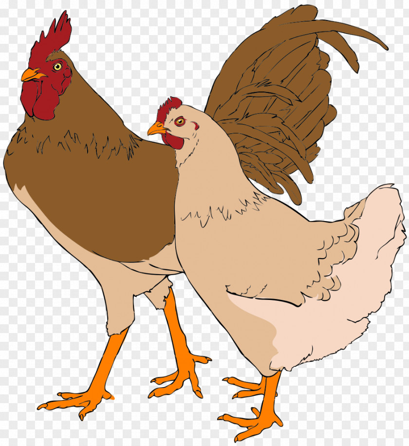 Rooster Faverolles Chicken Thumbnail Clip Art PNG