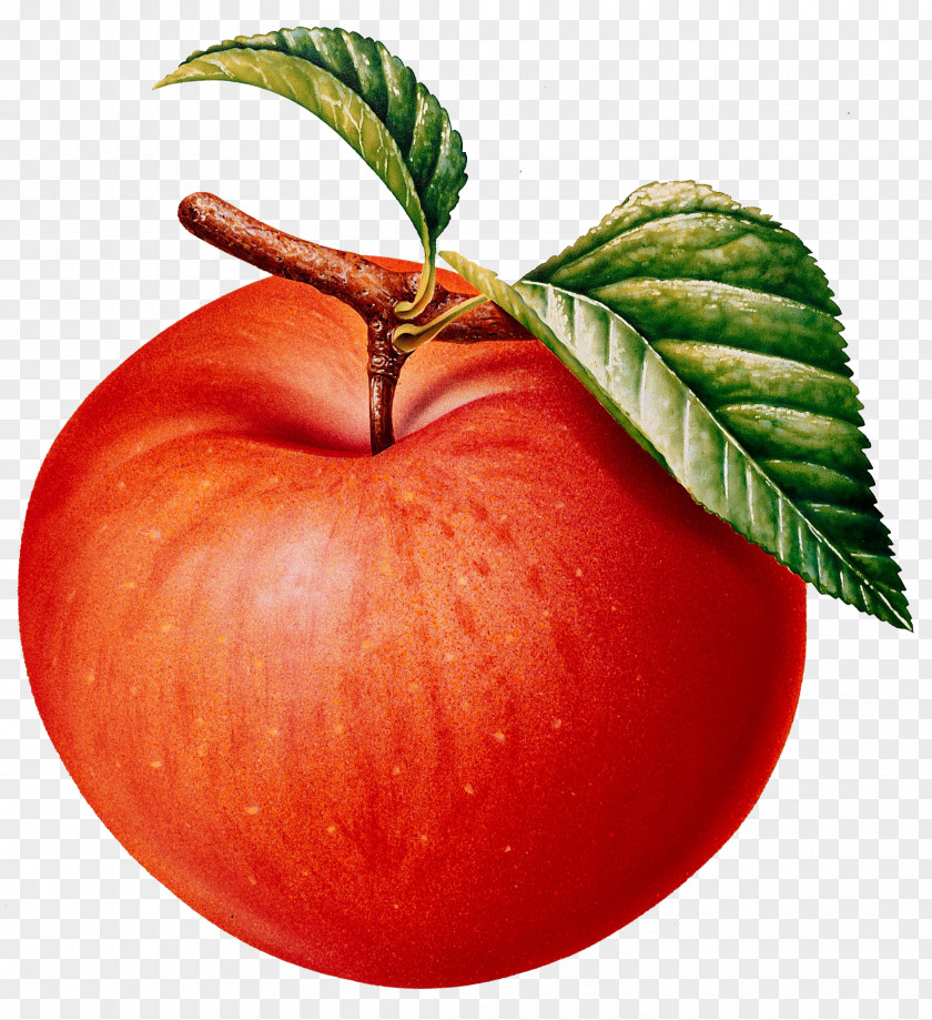 Apple Clip Art Image Illustration Vector Graphics PNG