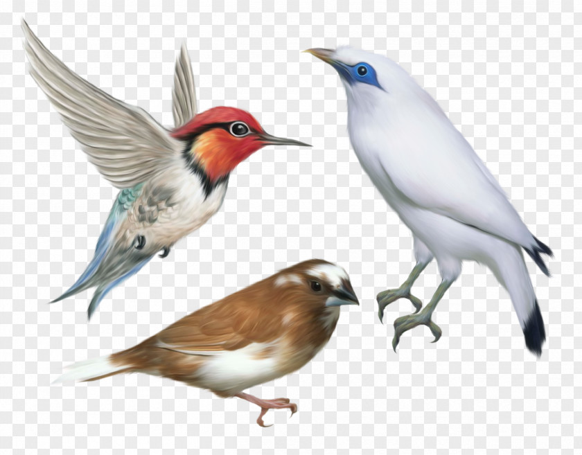 Bird Desktop Wallpaper Clip Art PNG