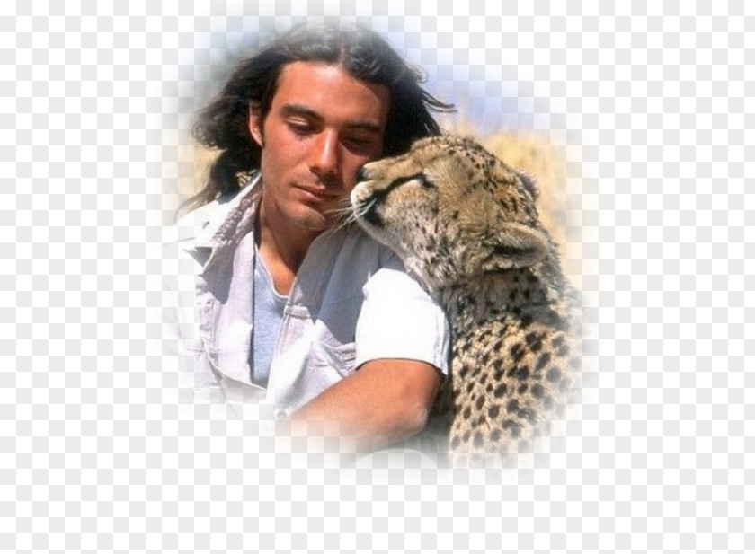 Cheetah Felidae Leopard Tarzan PNG