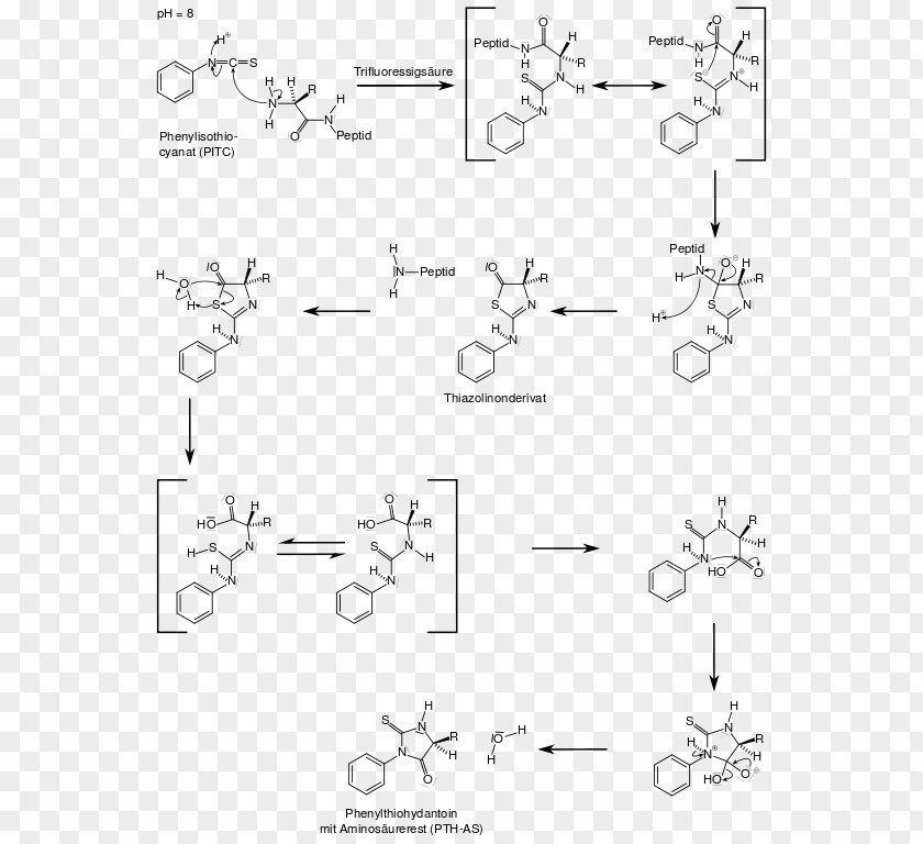 Degrade Edman Degradation BKChem Reaction Mechanism /m/02csf PNG