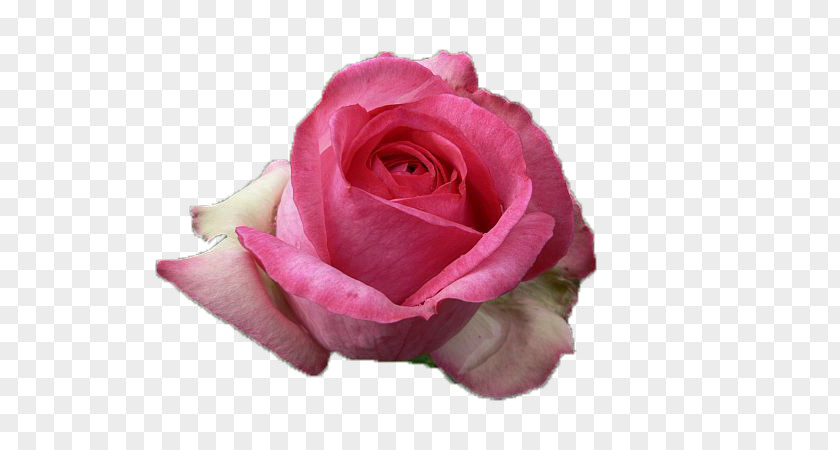 Flower Pink Garden Roses PNG