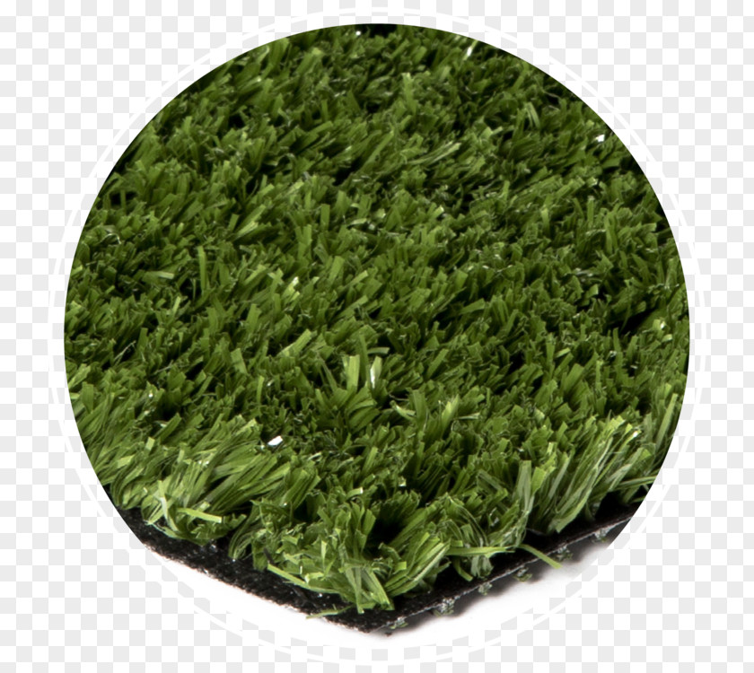Artificial Turf Lawn Golf Course Bentgrass PNG