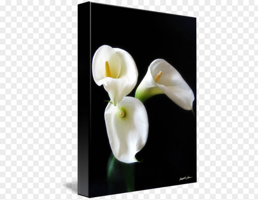 Calla Lily Art Imagekind Canvas Print Poster PNG