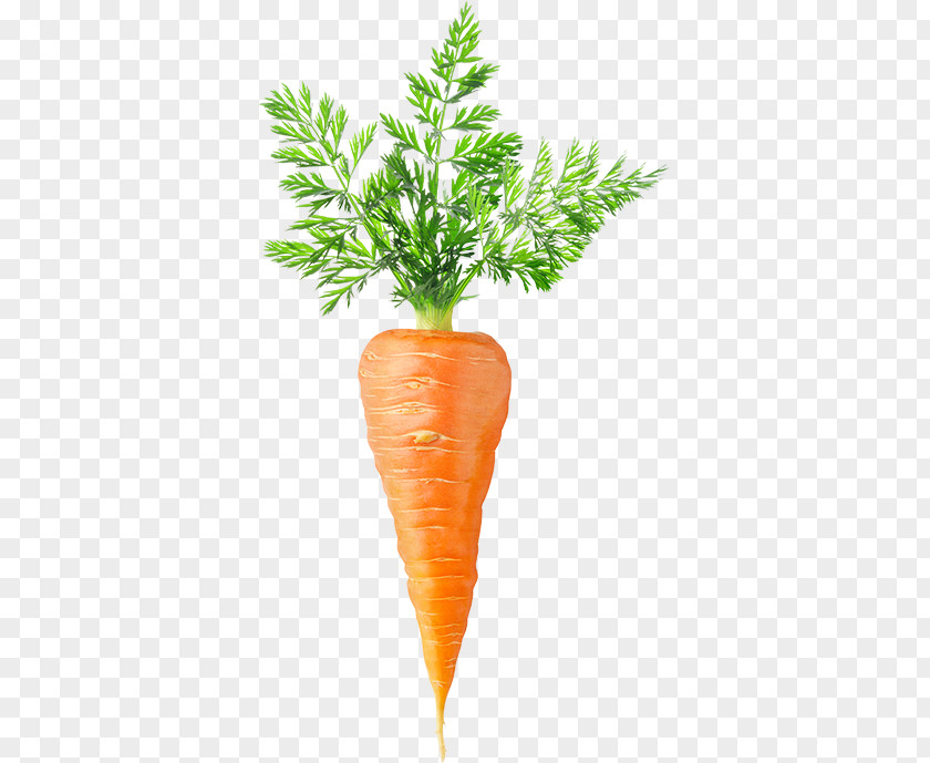 Carrot Cake Stock Photography Royalty-free Juice PNG