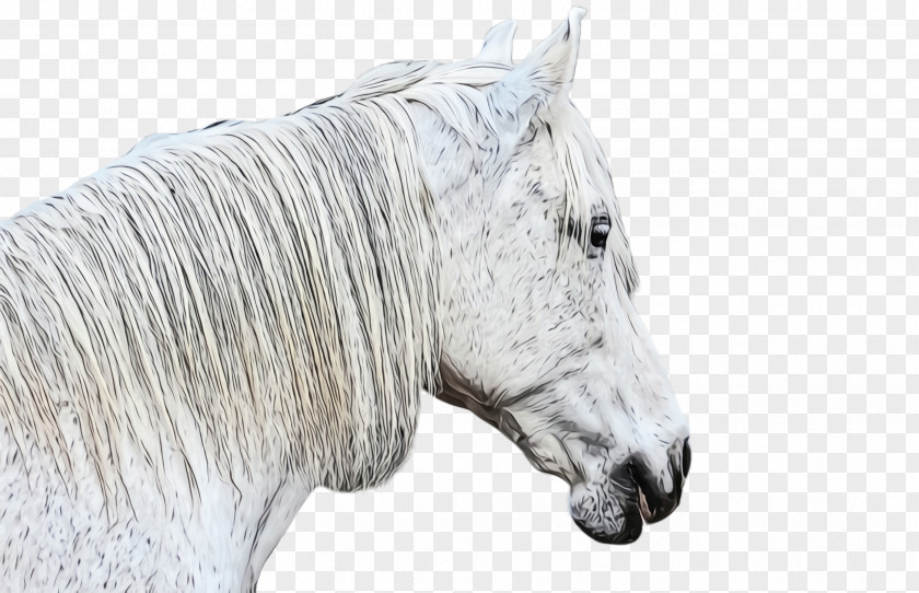 Drawing Livestock Horse White Mane Animal Figure Snout PNG