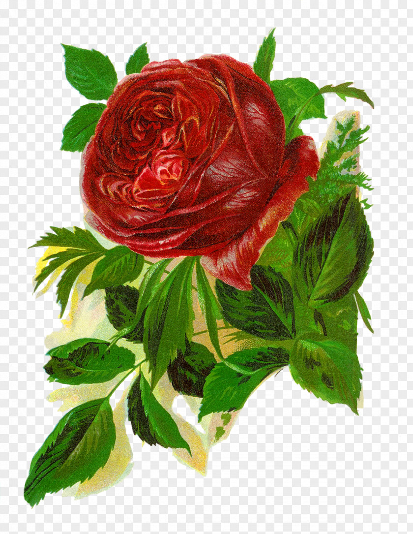 Flower Bokmärke Rosa 'American Beauty' Clip Art PNG